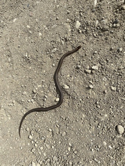 Storeria occipitomaculata