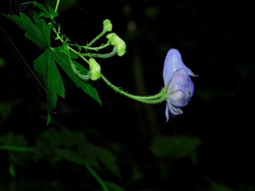 Image of Aconitum uncinatum by (c) Michael J. Papay, some rights reserved (CC BY)