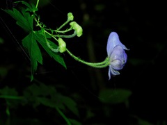 Aconitum uncinatum