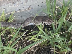 Masticophis flagellum