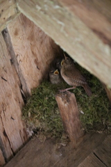 Troglodytes troglodytes