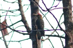 Melanerpes