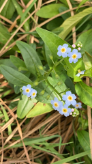 Myosotis scorpioides