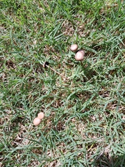 Panaeolus foenisecii