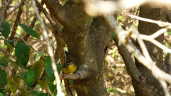 Basileuterus culicivorus