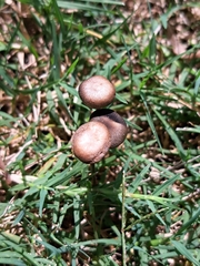 Panaeolus foenisecii