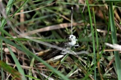 Gomphocerippus rufus