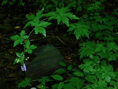 Aconitum uncinatum