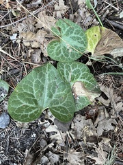 Asarum hartwegii
