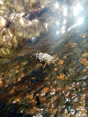 Clibanarius erythropus