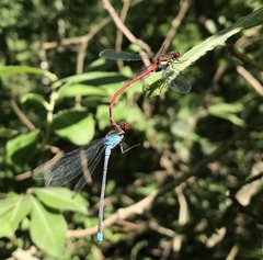 Erythromma najas