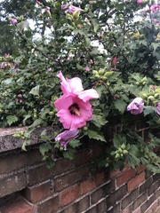 Hibiscus syriacus