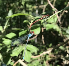 Erythromma najas