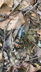 Neotibicen pruinosus