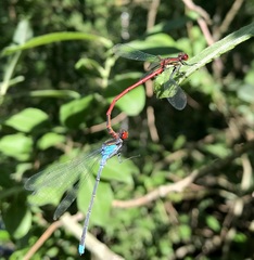 Erythromma najas