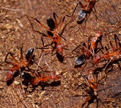 Leptomyrmex cnemidatus