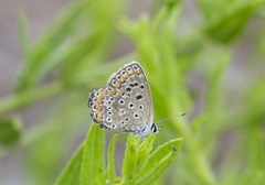 Polyommatus