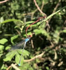 Erythromma najas