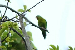 Brotogeris jugularis