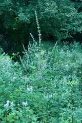 Nepeta nuda