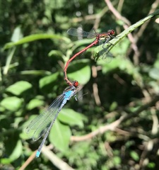Erythromma najas
