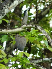 Tigrisoma mexicanum