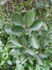 Litsea glutinosa