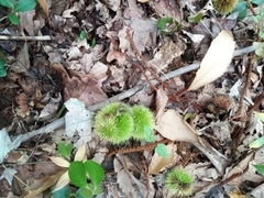 Castanea dentata