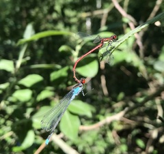 Erythromma najas