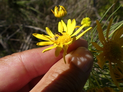 Euryops tenuissimus