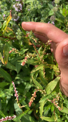 Persicaria hydropiper