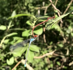 Erythromma najas