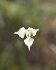 Gladiolus longicollis