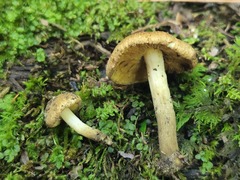 Inocybe luteifolia