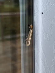 Agriphila vulgivagellus