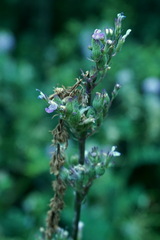 Nepeta nuda