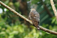 Harpagus bidentatus