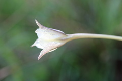 Gladiolus longicollis