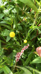 Cotula coronopifolia