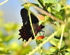 Parides photinus