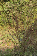 Chamaecrista