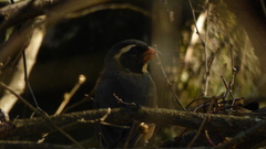 Saltator aurantiirostris