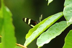 Heliconius pachinus