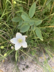 Parnassia glauca