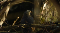 Saltator aurantiirostris