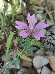 Malva sylvestris