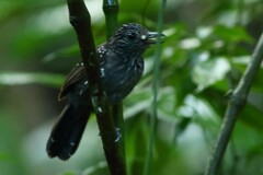 Thamnophilus bridgesi