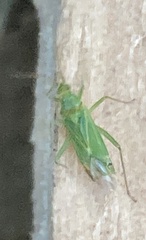 Orthotylus