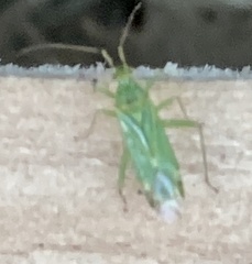 Orthotylus