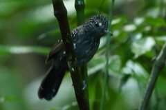 Thamnophilus bridgesi